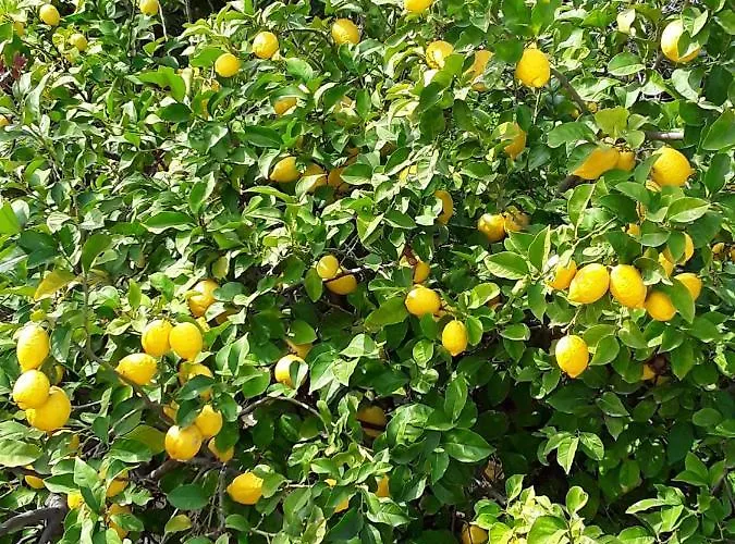 Meraki Σελιανίτικα